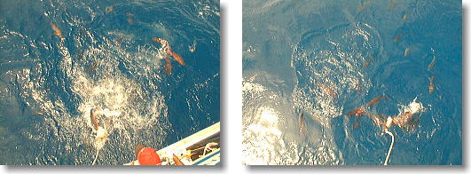 �P�Ȃ�Fish Feeding